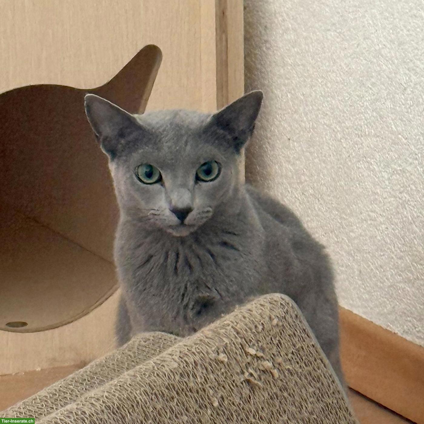 Bild 4: 2 Russisch Blau Katzen ❤️en suchen liebes Zuhause