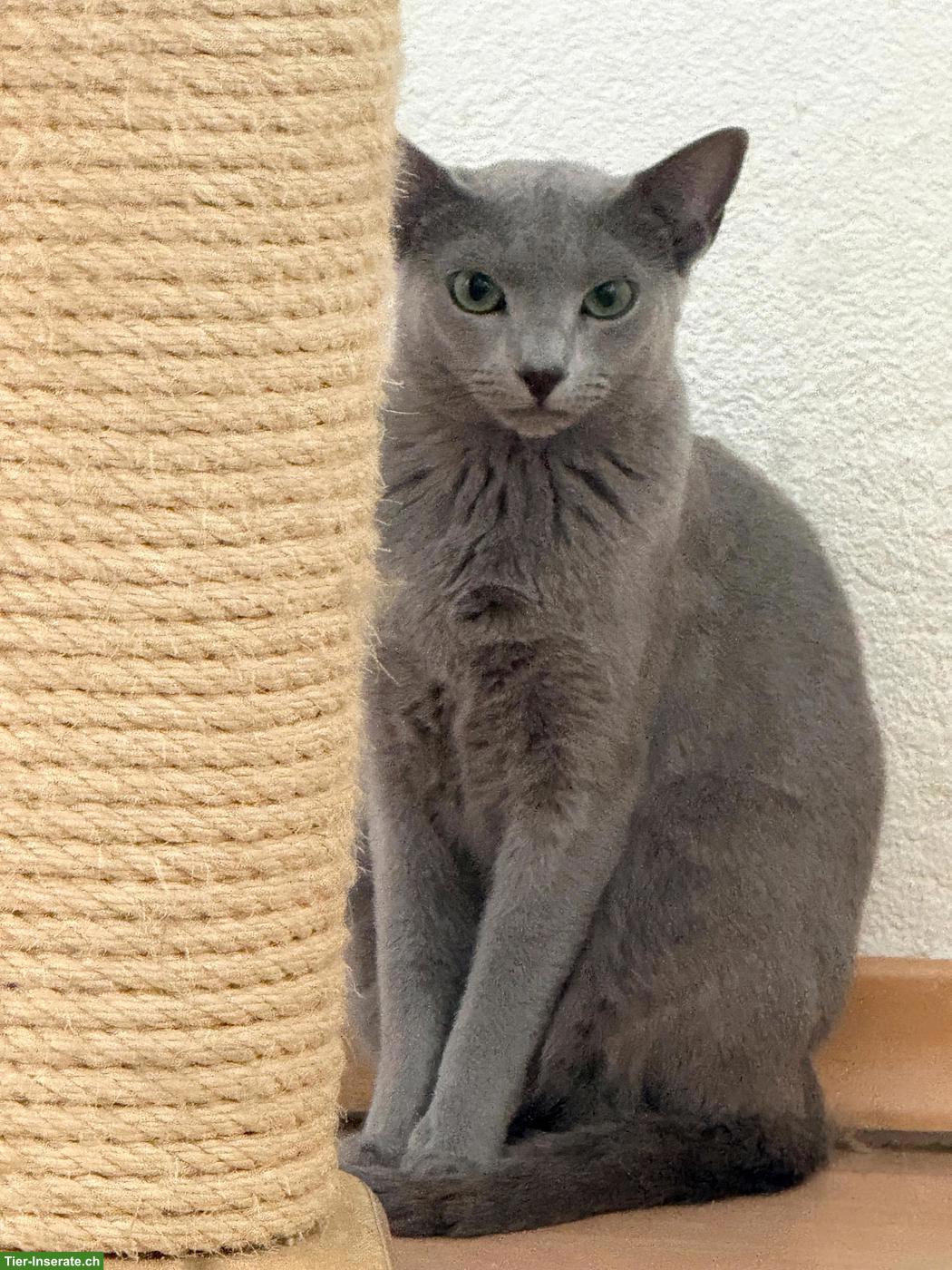 Bild 5: 2 Russisch Blau Katzen ❤️en suchen liebes Zuhause