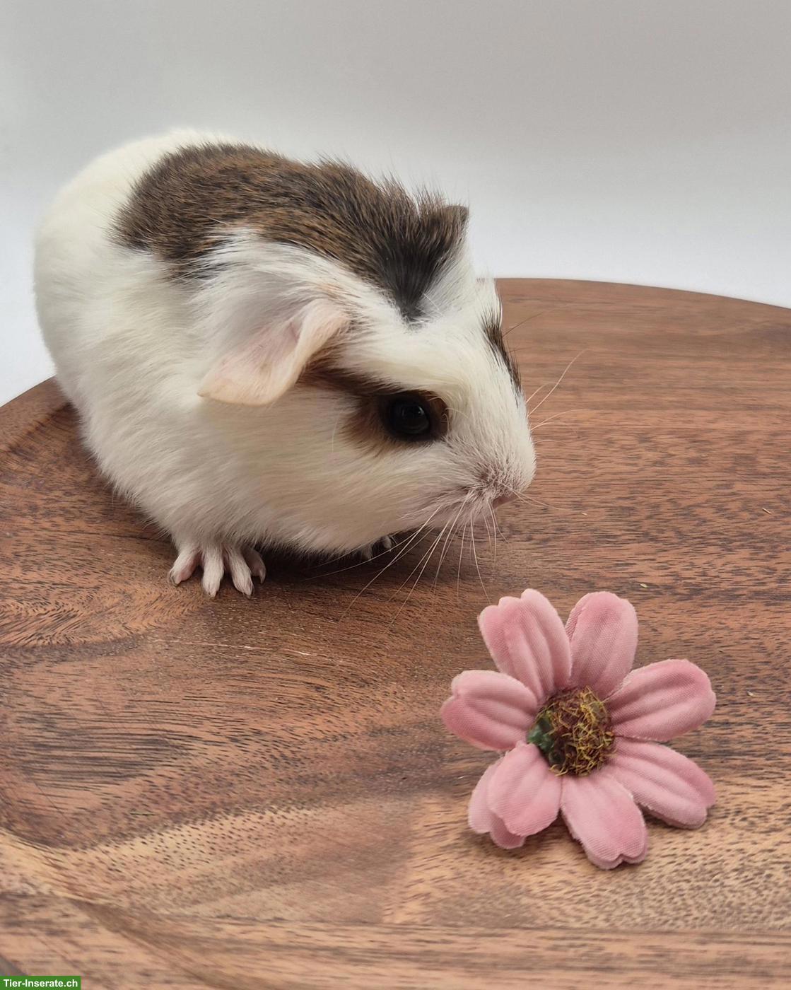 Süsse Meerschweinchen Weibchen, Goldagouti / gold / weiss