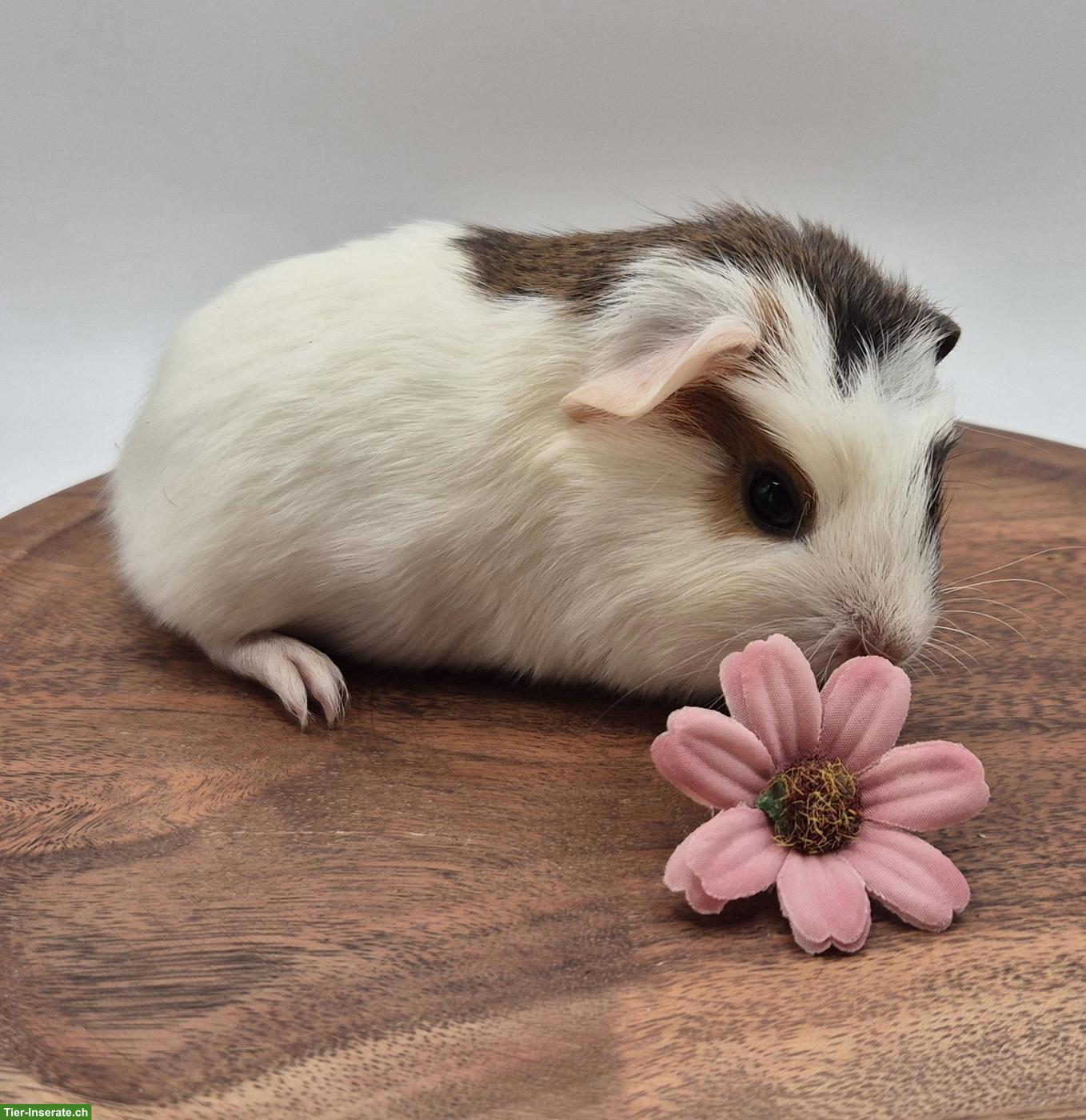 Bild 2: Süsse Meerschweinchen Weibchen, Goldagouti / gold / weiss