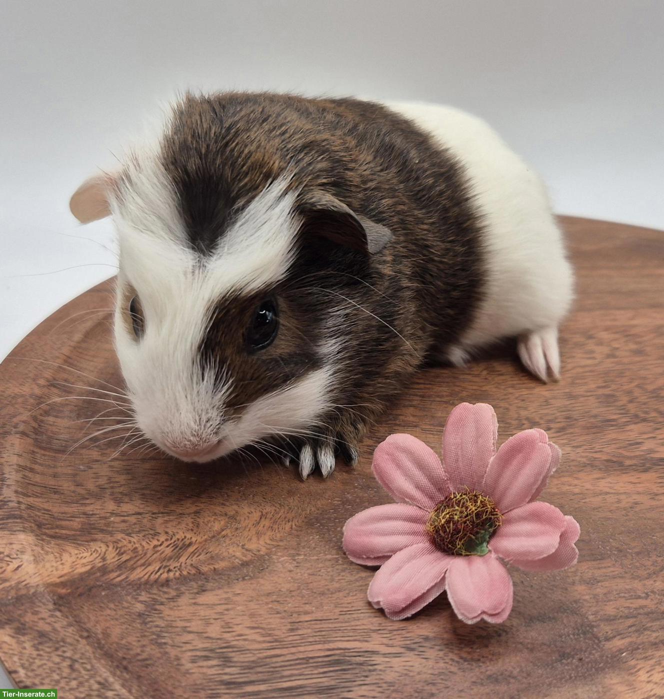 Bild 3: Süsse Meerschweinchen Weibchen, Goldagouti / gold / weiss