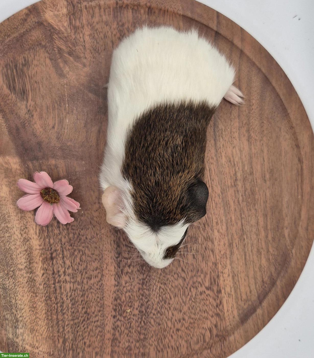 Bild 4: Süsse Meerschweinchen Weibchen, Goldagouti / gold / weiss