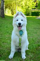 Weisser Schweizer Schäferhund, Titan & Turbo