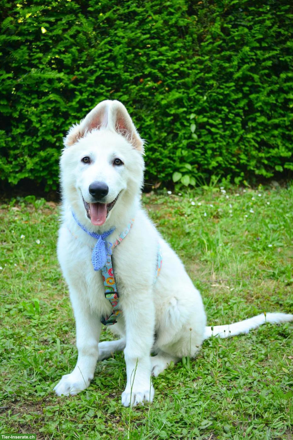 Bild 2: Weisser Schweizer Schäferhund, Titan & Turbo