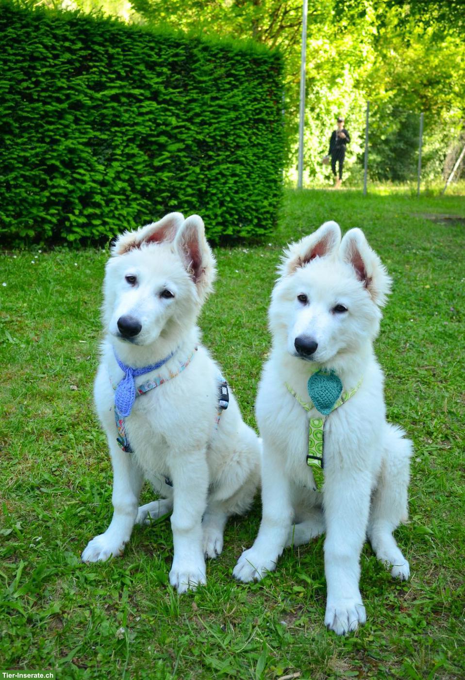 Bild 3: Weisser Schweizer Schäferhund, Titan & Turbo