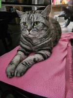 BLH und BKH Katzen Damen suche ein Zuhause