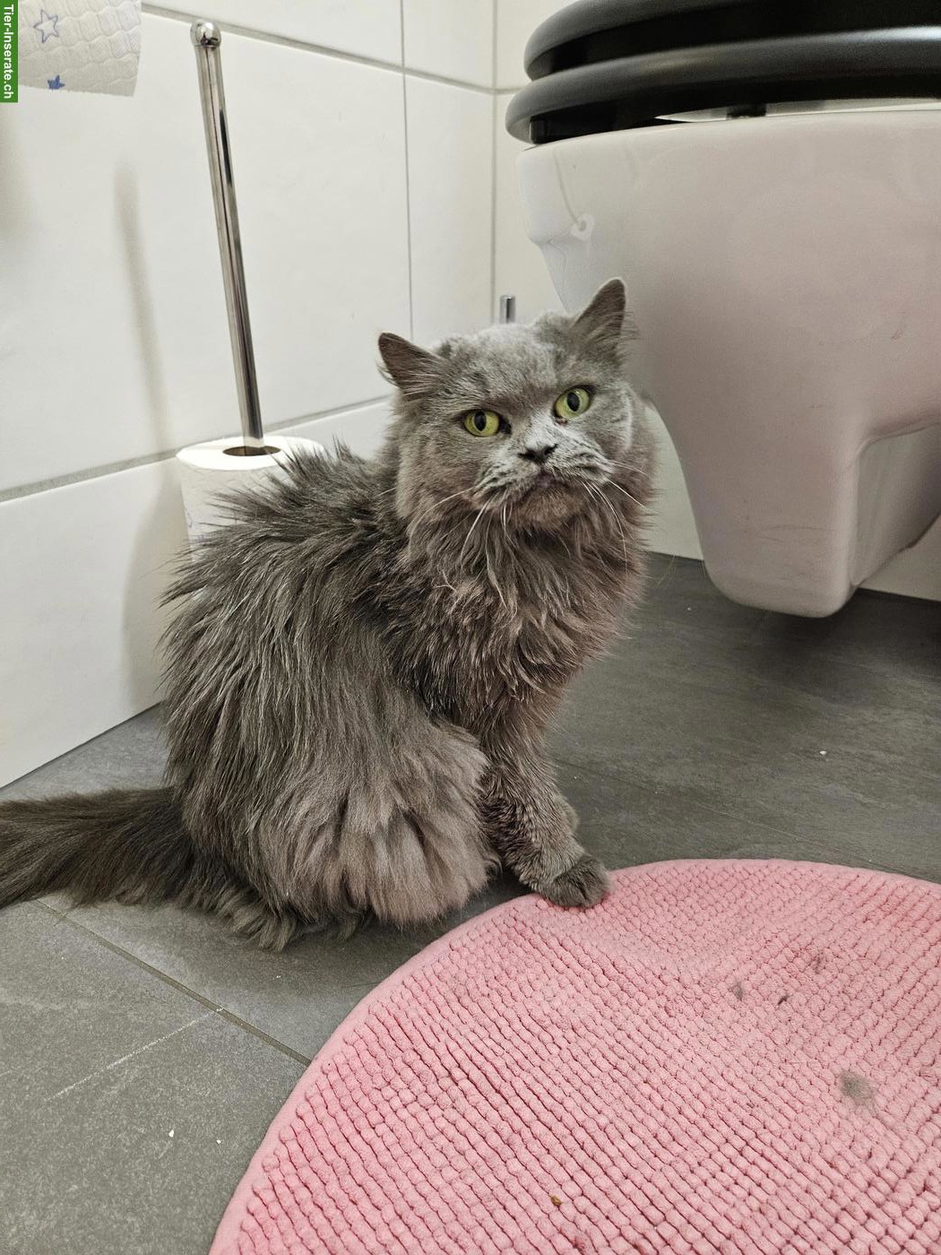 Bild 3: BLH und BKH Katzen Damen suche ein Zuhause