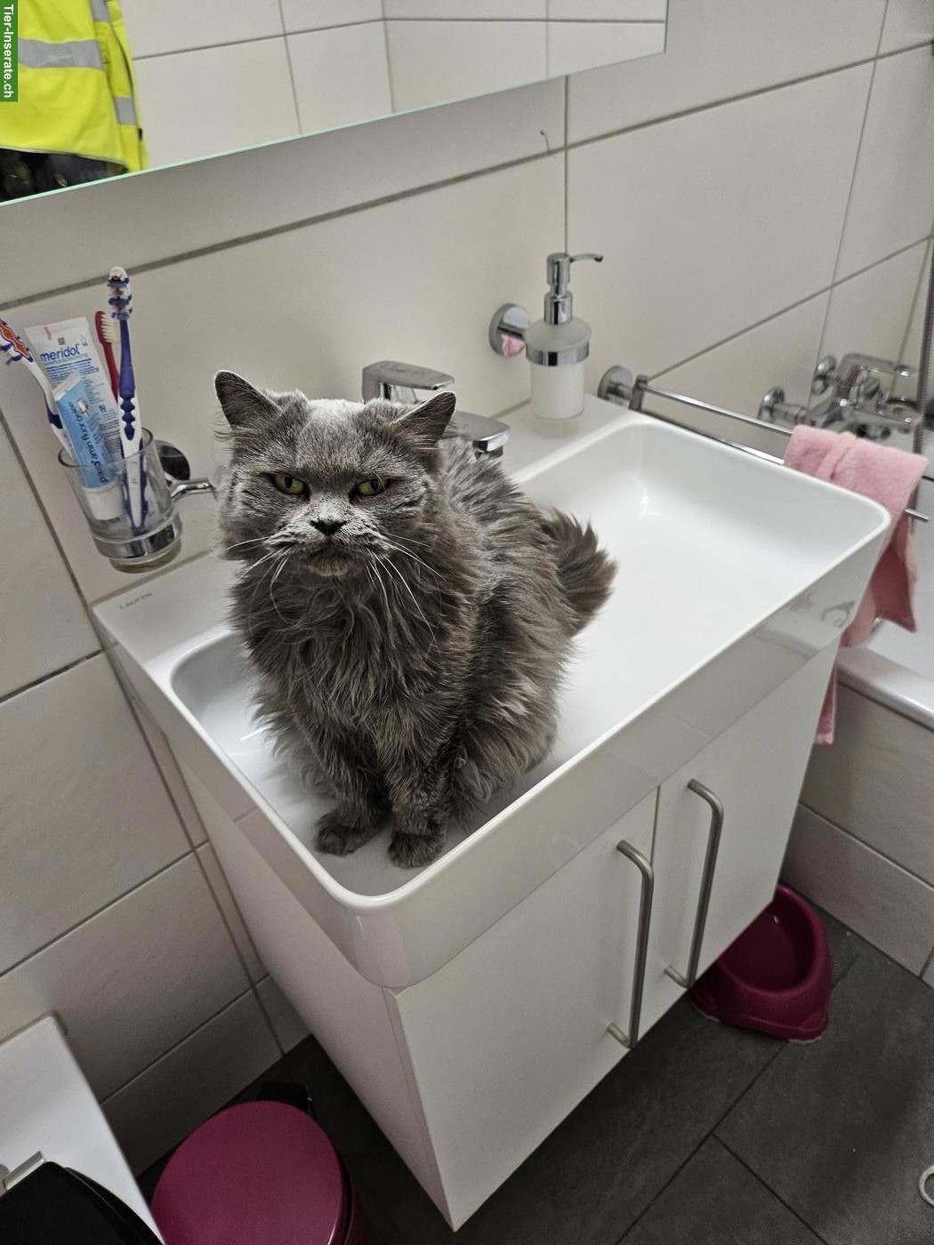 Bild 4: BLH und BKH Katzen Damen suche ein Zuhause