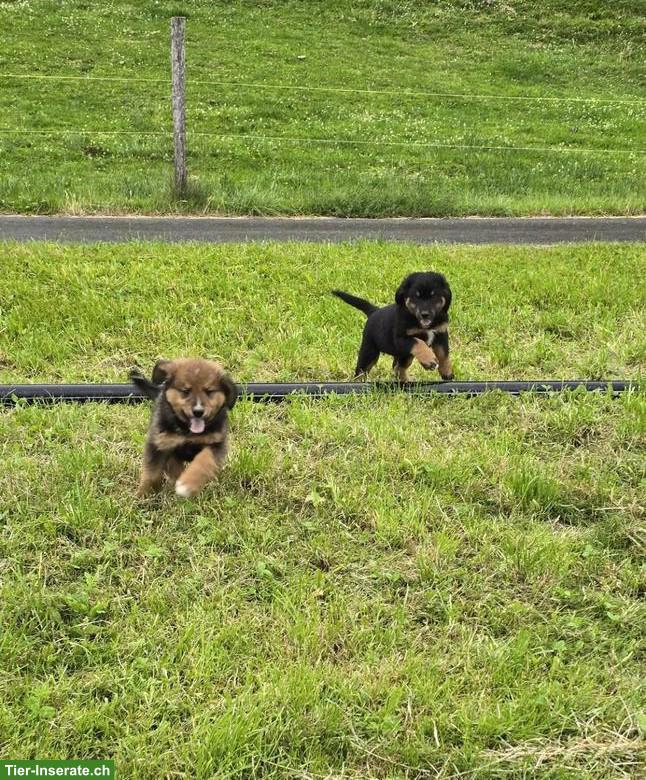 Berner Sennenhund x Leonberger Mix Welpen