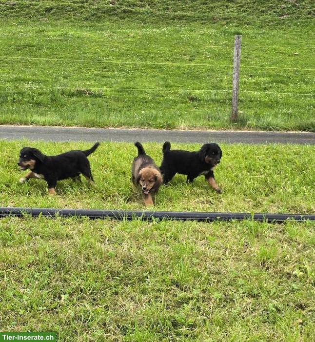 Bild 2: Berner Sennenhund x Leonberger Mix Welpen