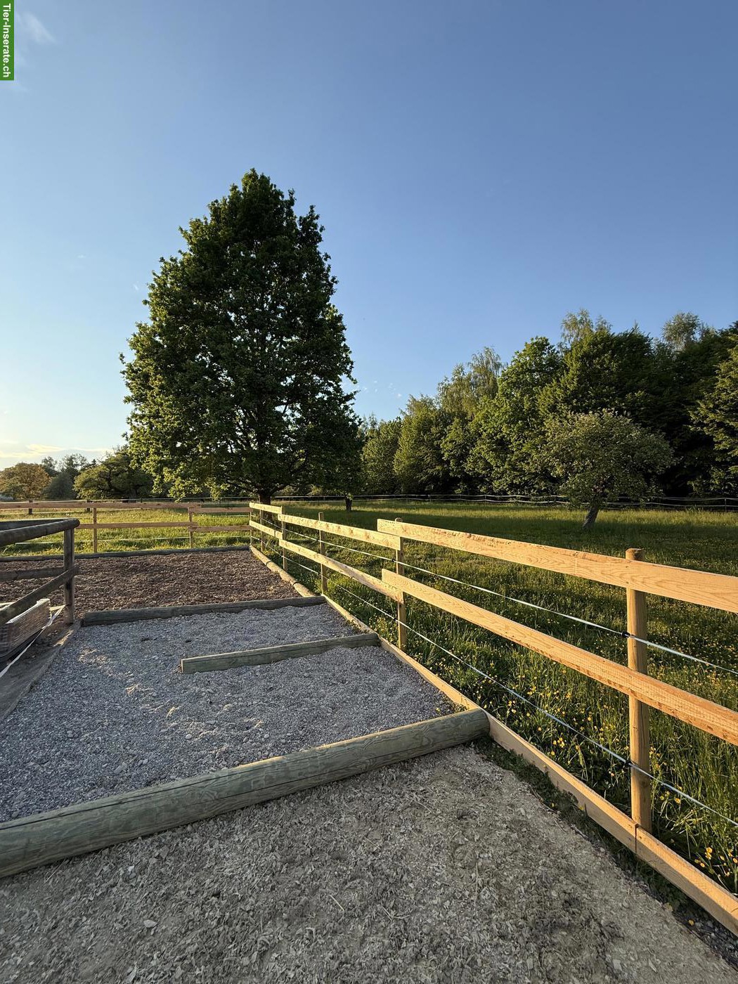 Offenstallplatz für Islandpferde mit Trail, Neukirch an der Thur