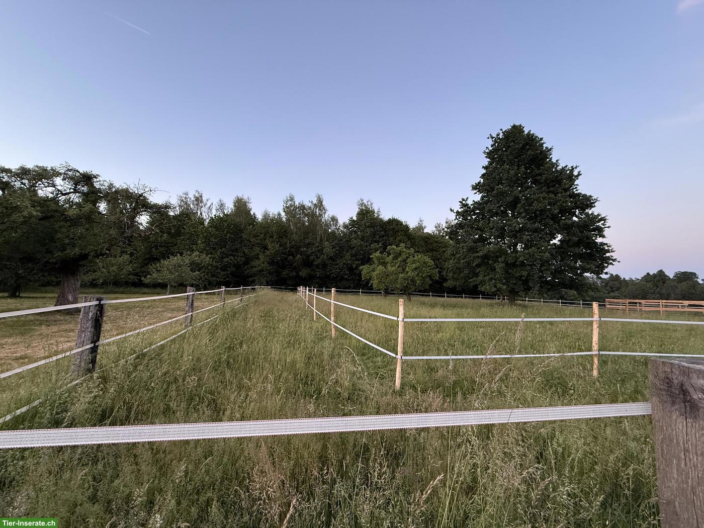 Bild 3: Offenstallplatz für Islandpferde mit Trail, Neukirch an der Thur