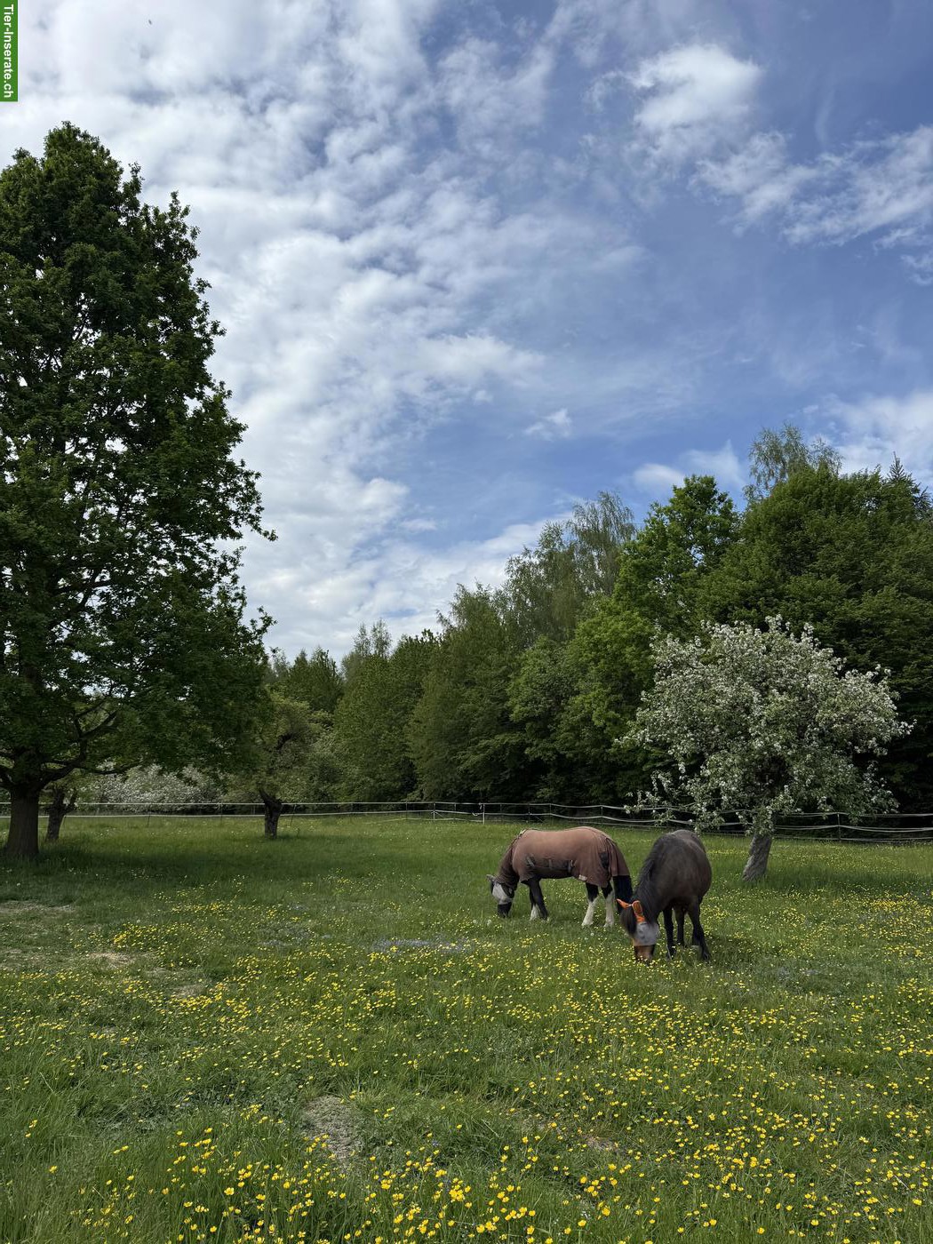 Bild 6: Offenstallplatz für Islandpferde mit Trail, Neukirch an der Thur