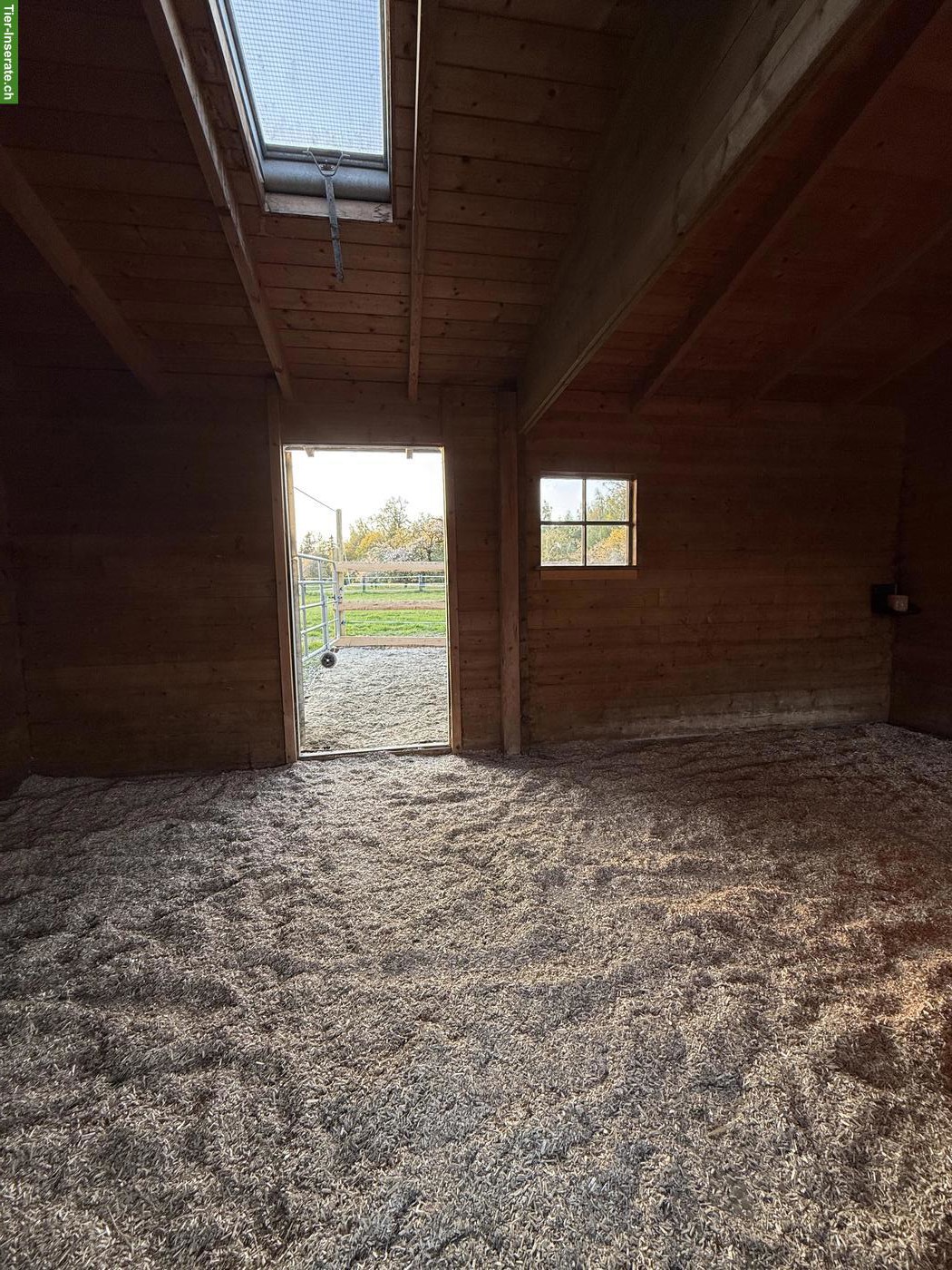 Bild 8: Offenstallplatz für Islandpferde mit Trail, Neukirch an der Thur