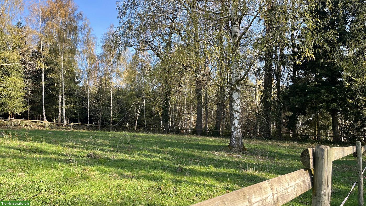 Bild 9: Offenstallplatz für Islandpferde mit Trail, Neukirch an der Thur