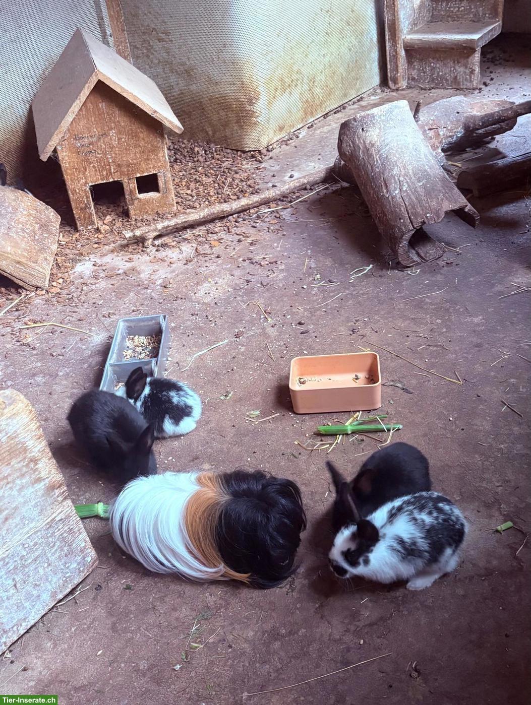Bild 2: Junge Kaninchen vom Bauernhof abzugeben