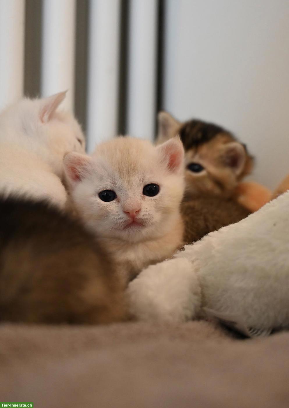 Bild 9: Reinrassige BKH Katerchen aus liebevoller Zucht