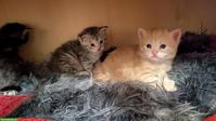 🐱 Maine Coon Kitten zu verkaufen