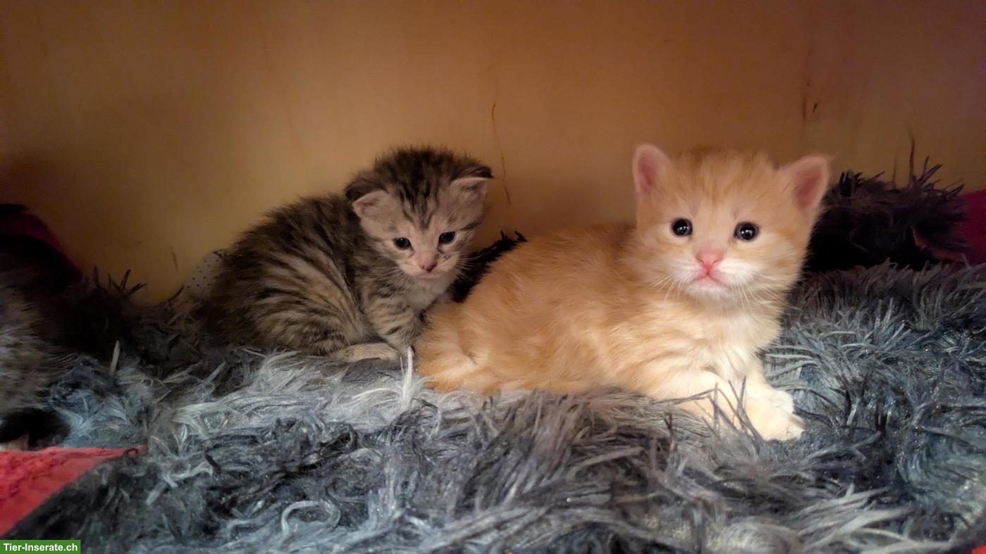 Bild 2: 🐱 Maine Coon Kitten zu verkaufen