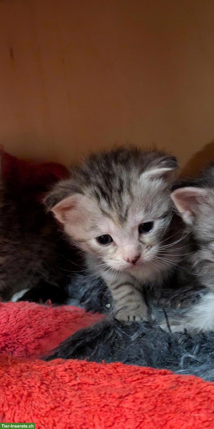Bild 3: 🐱 Maine Coon Kitten zu verkaufen