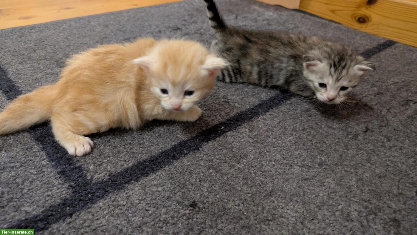 Bild 4: 🐱 Maine Coon Kitten zu verkaufen