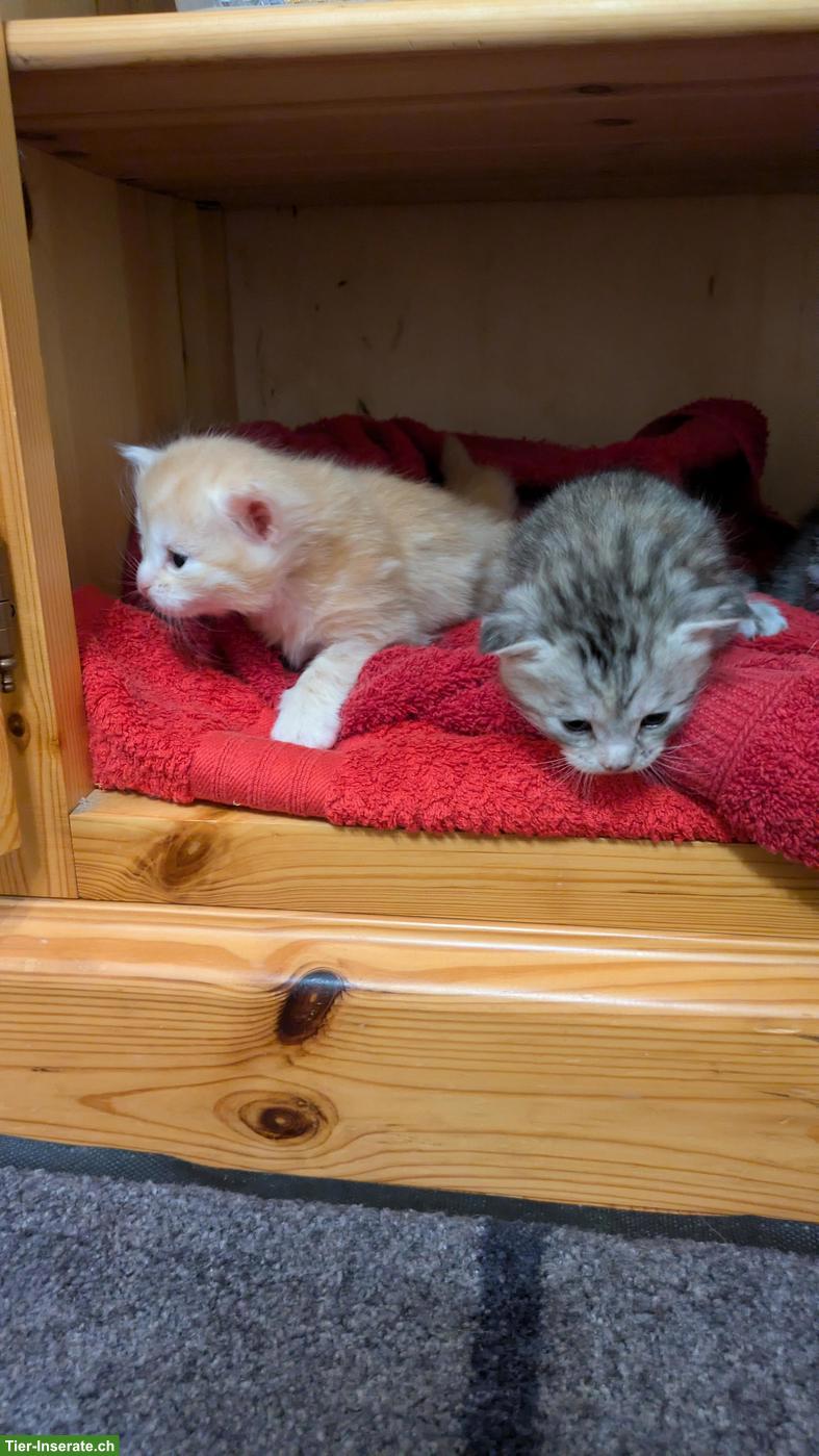 Bild 5: 🐱 Maine Coon Kitten zu verkaufen