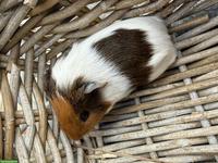 Junge Meerschweinchen zu verkaufen