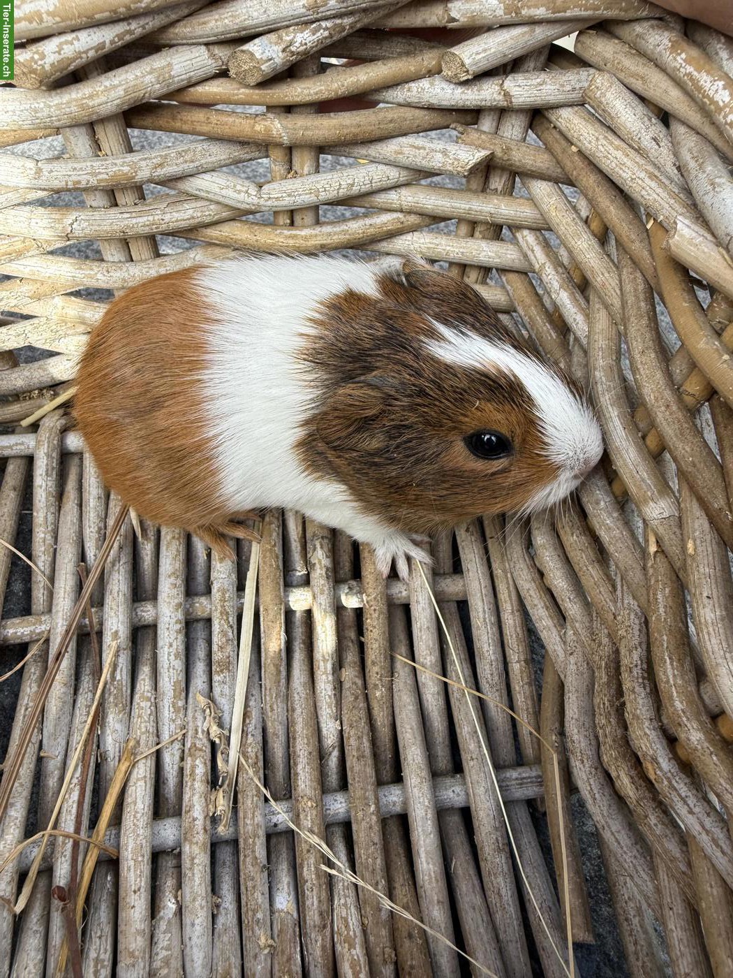 Bild 2: Junge Meerschweinchen zu verkaufen