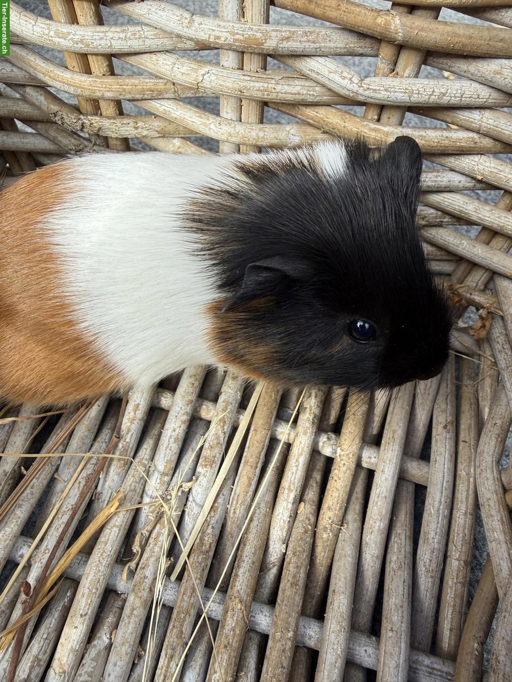 Bild 3: Junge Meerschweinchen zu verkaufen