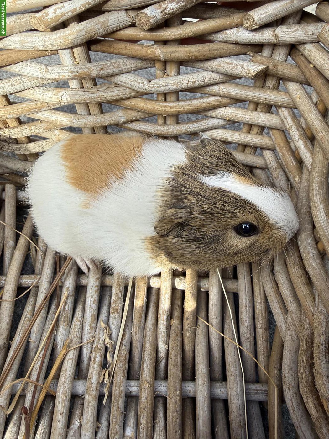 Bild 4: Junge Meerschweinchen zu verkaufen