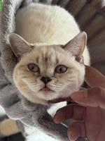 Junge BKH Katze, reinrassig