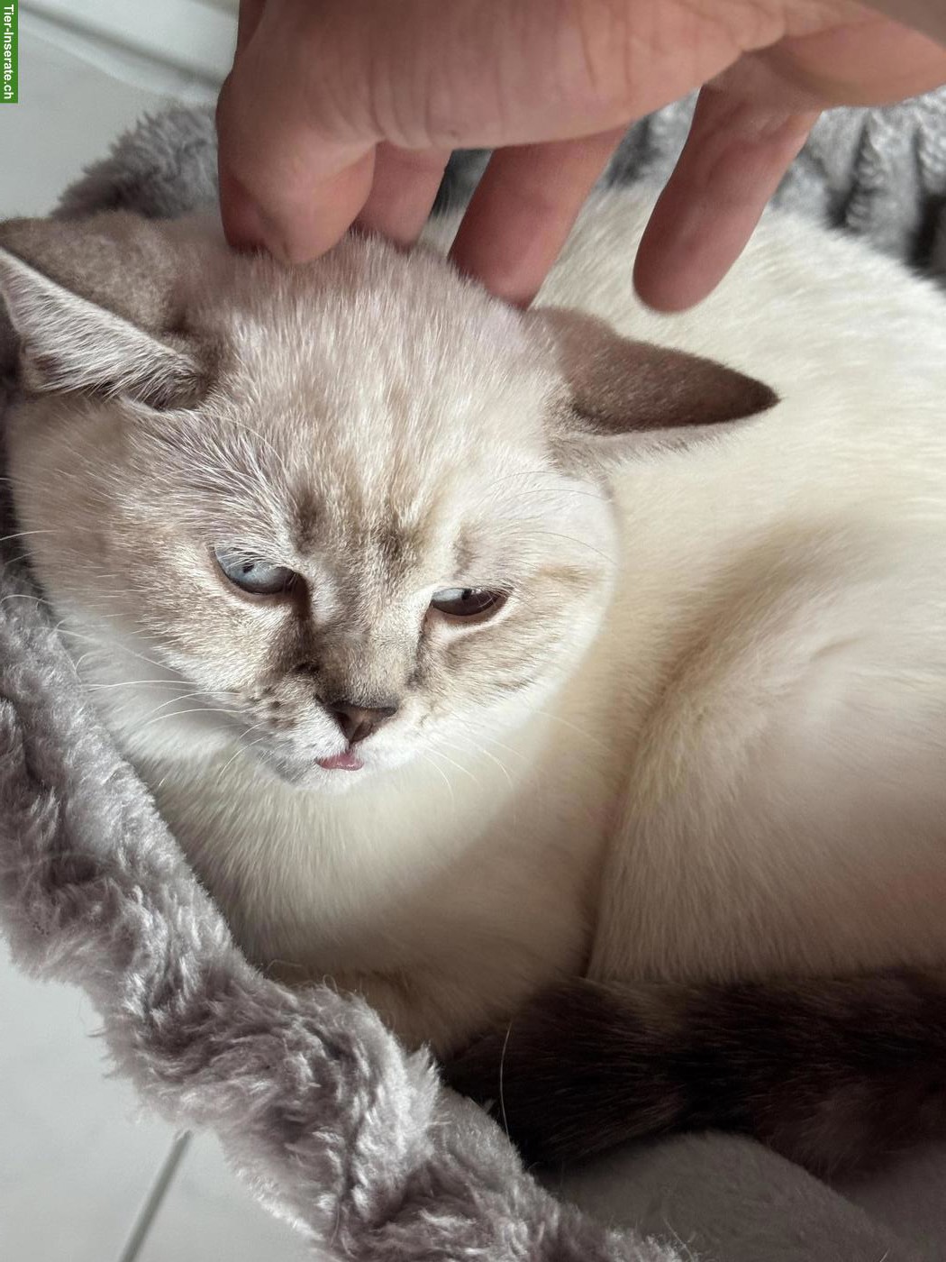 Bild 2: Junge BKH Katze, reinrassig