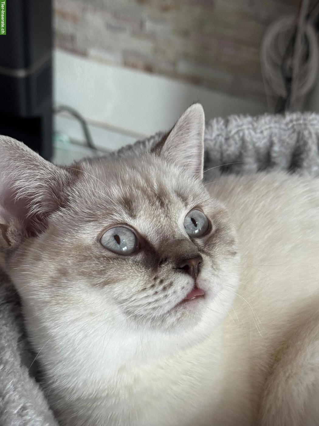 Bild 3: Junge BKH Katze, reinrassig