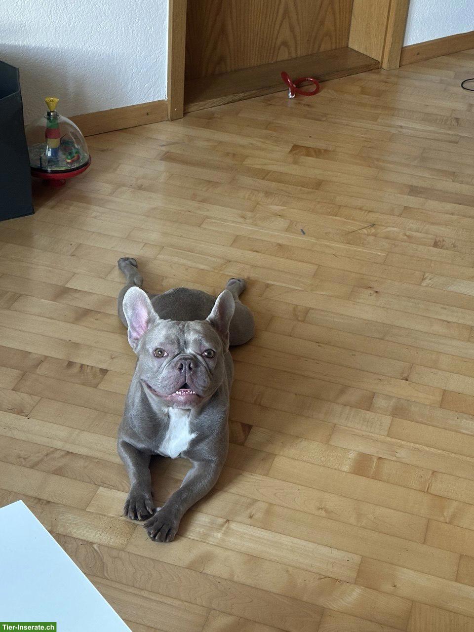 Französische Bulldogge Rüde, 2.5-jährig sucht ein Zuhause