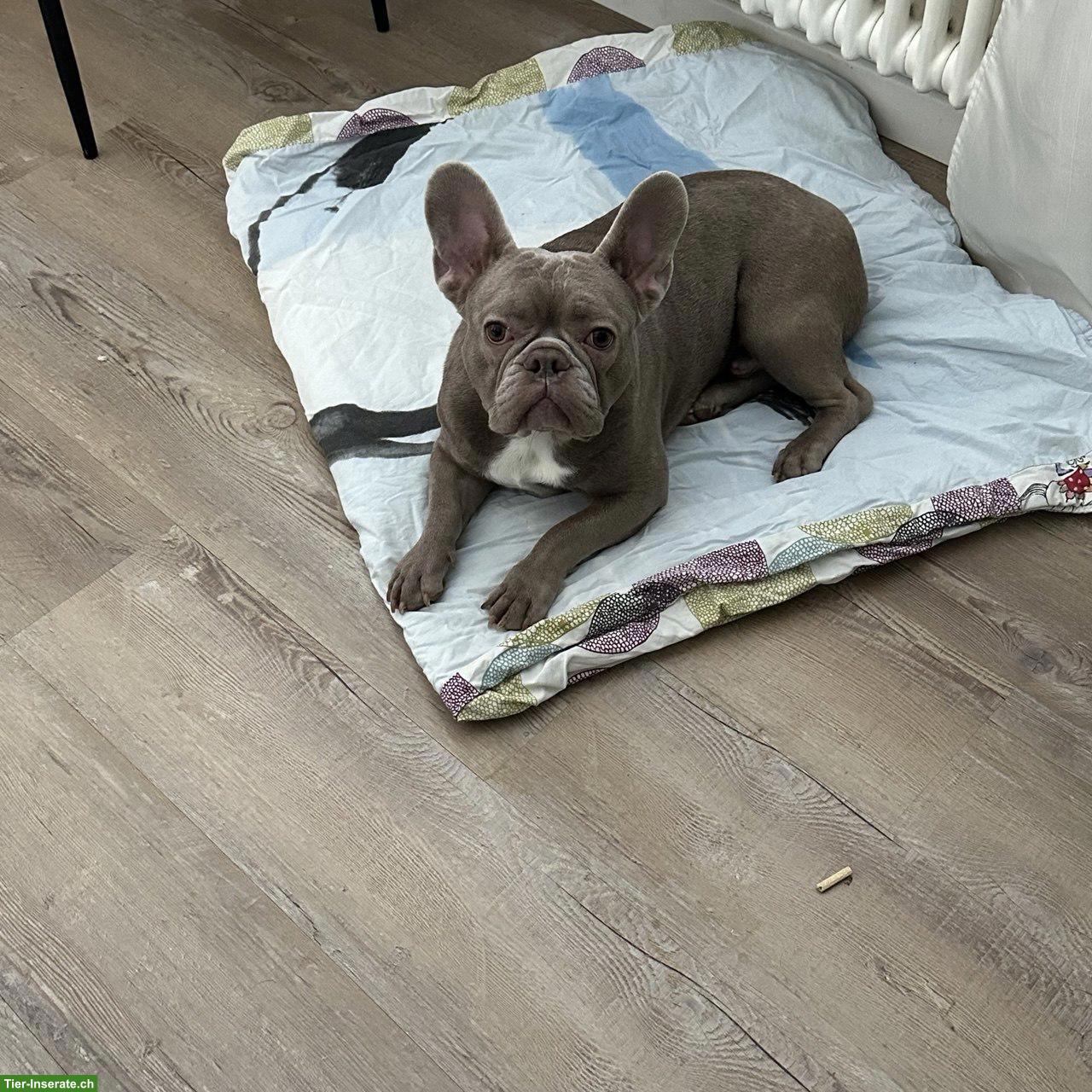 Bild 2: Französische Bulldogge Rüde, 2.5-jährig sucht ein Zuhause