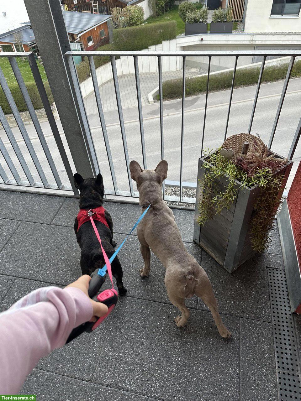 Bild 3: Französische Bulldogge Rüde, 2.5-jährig sucht ein Zuhause