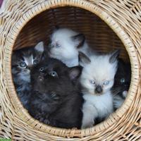 Sibirische Kitten, reinrassig