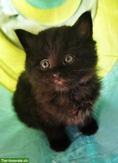 Bild 3: Sibirische Kitten, reinrassig