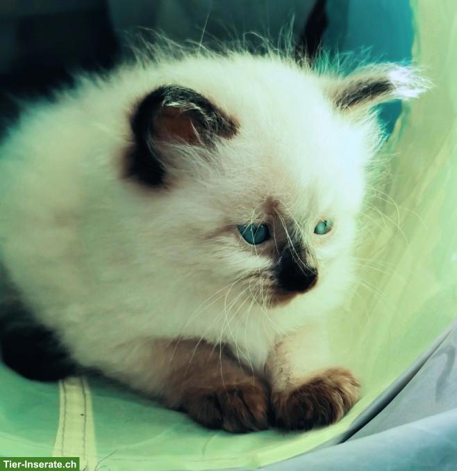 Bild 5: Sibirische Kitten, reinrassig