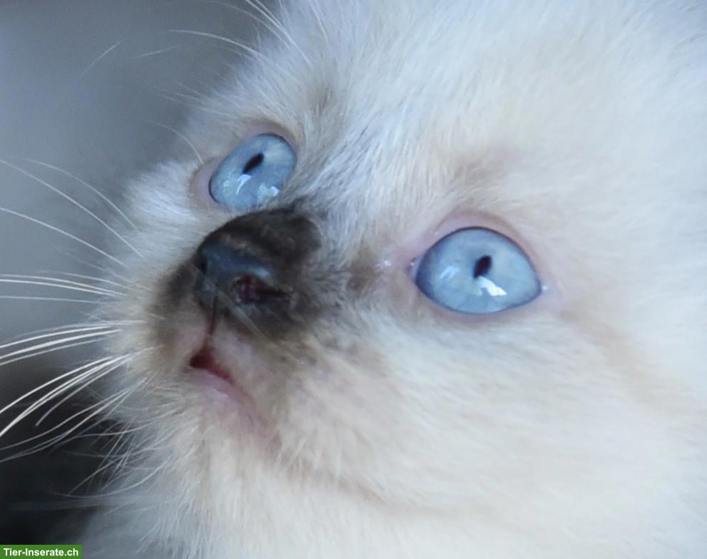 Bild 6: Sibirische Kitten, reinrassig