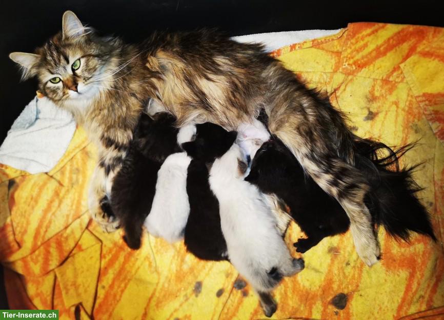 Bild 7: Sibirische Kitten, reinrassig