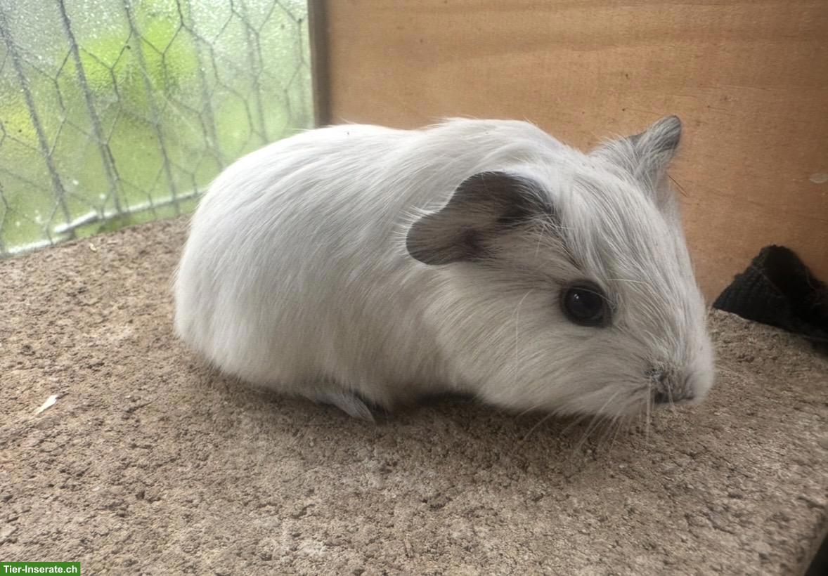 Junge California Meerschweinchen Weibchen