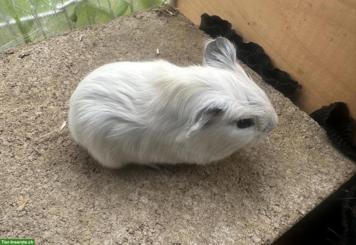 Bild 2: Junge California Meerschweinchen Weibchen