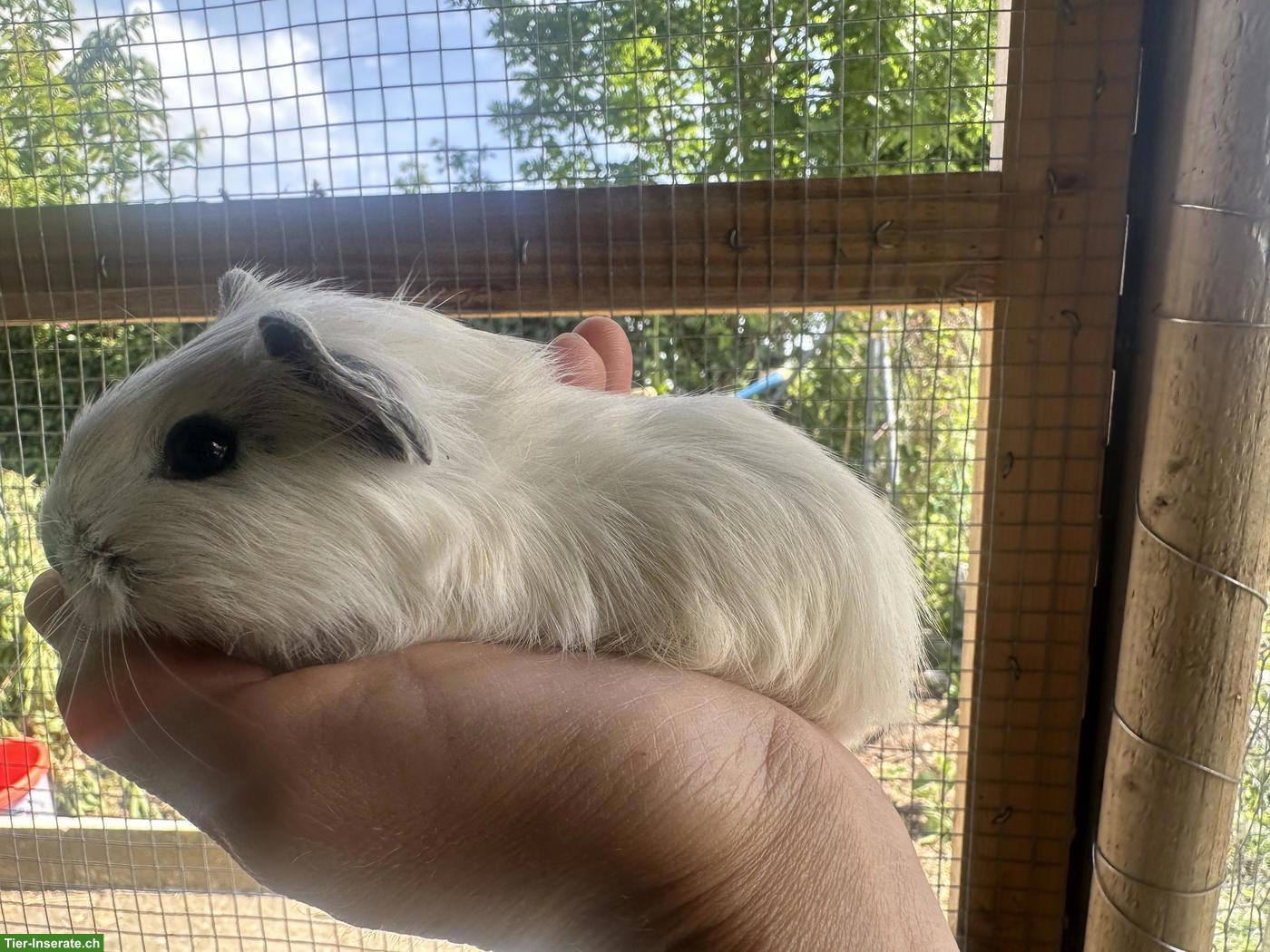 Bild 3: Junge California Meerschweinchen Weibchen