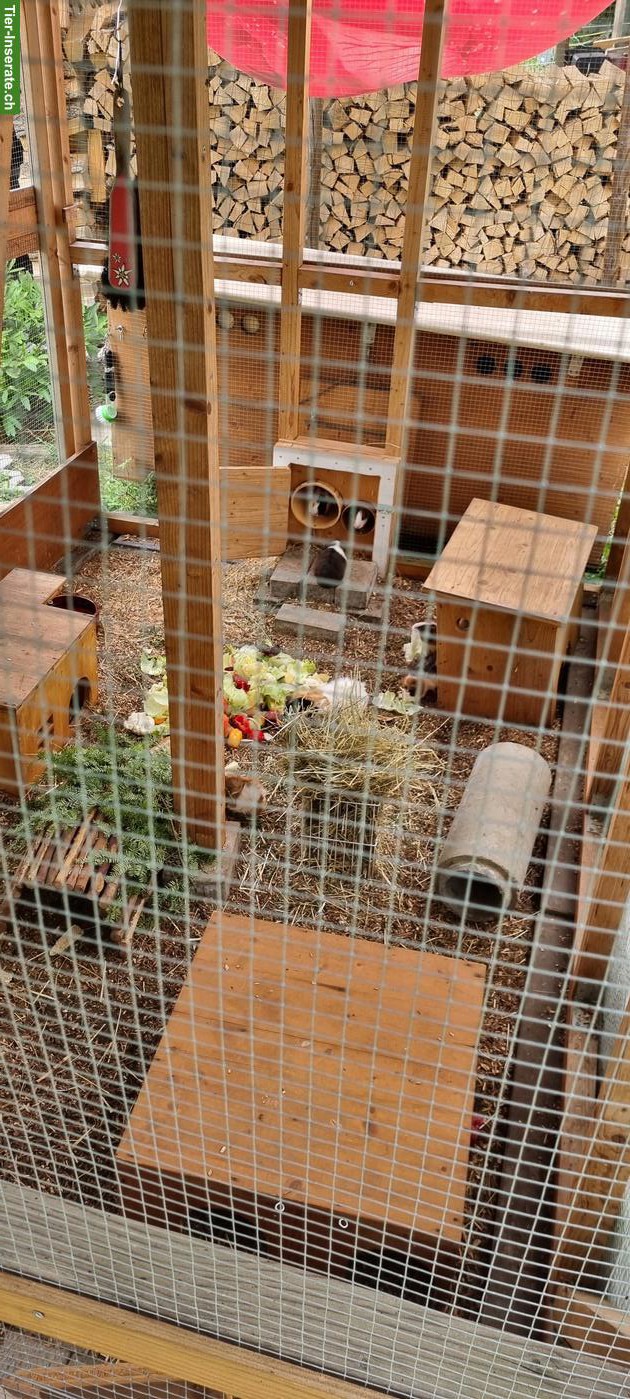 Junge Meerschweinchen Weibchen