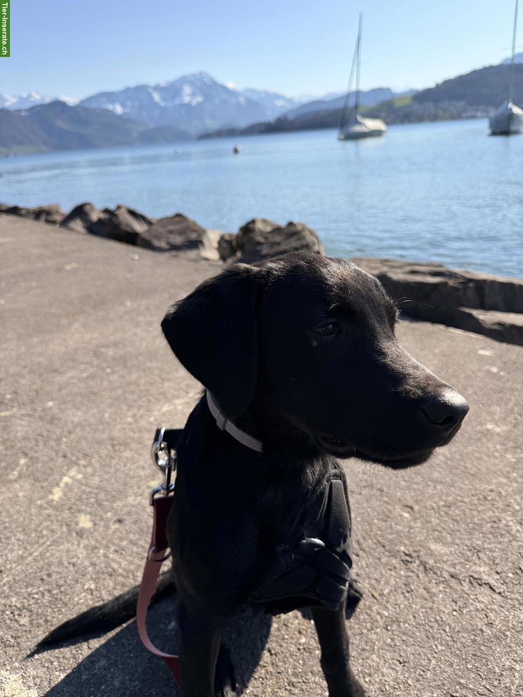 Liebevolles zweites Zuhause für junge Labradorhündin gesucht, Luzern