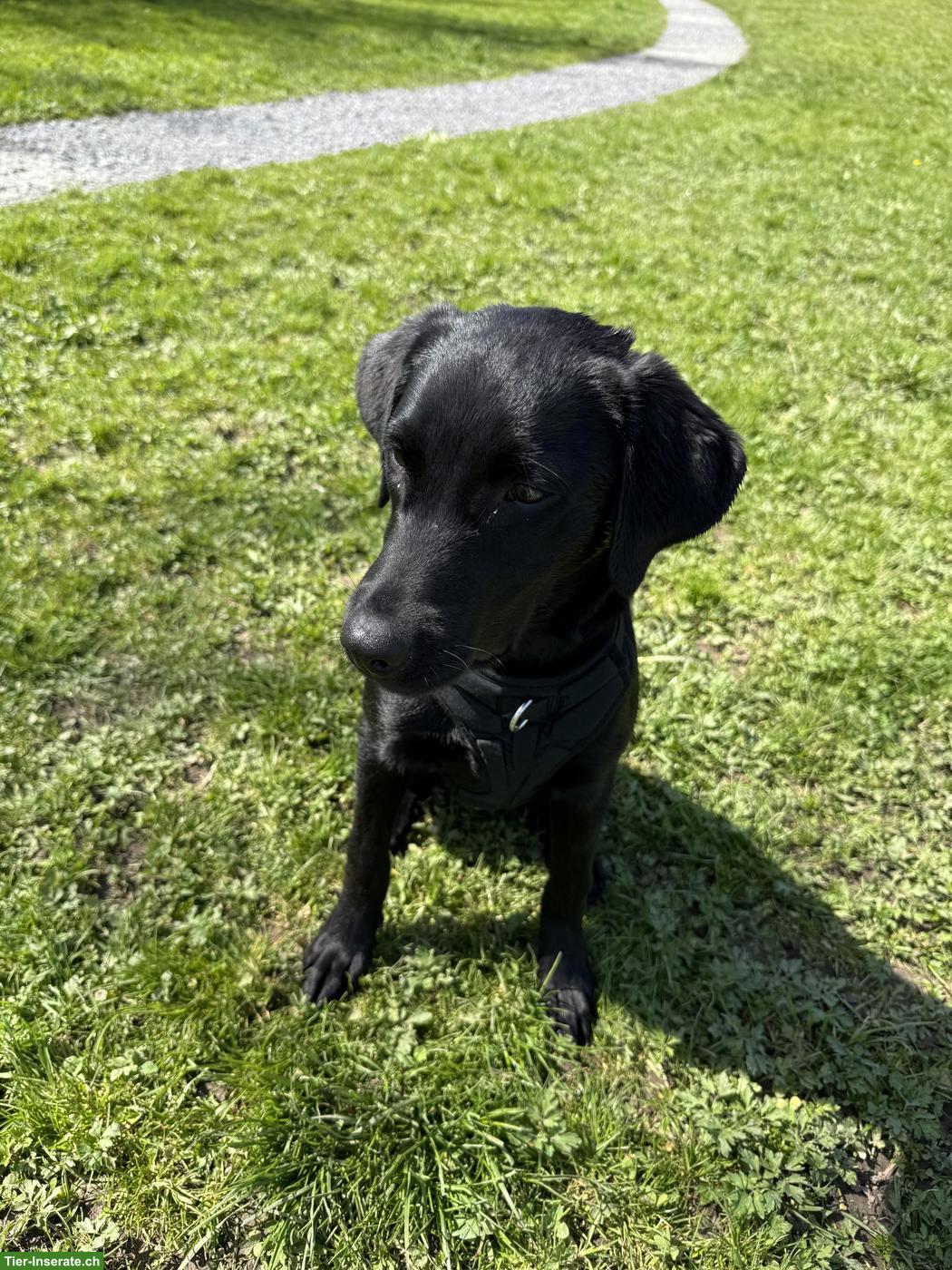 Bild 2: Liebevolles zweites Zuhause für junge Labradorhündin gesucht, Luzern