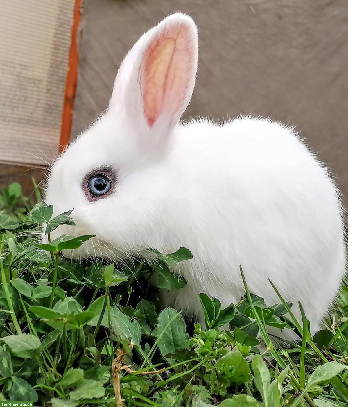 Bild 4: Pfotenzeit - Ihrer mobilen Tierbetreuung im Sarganserland