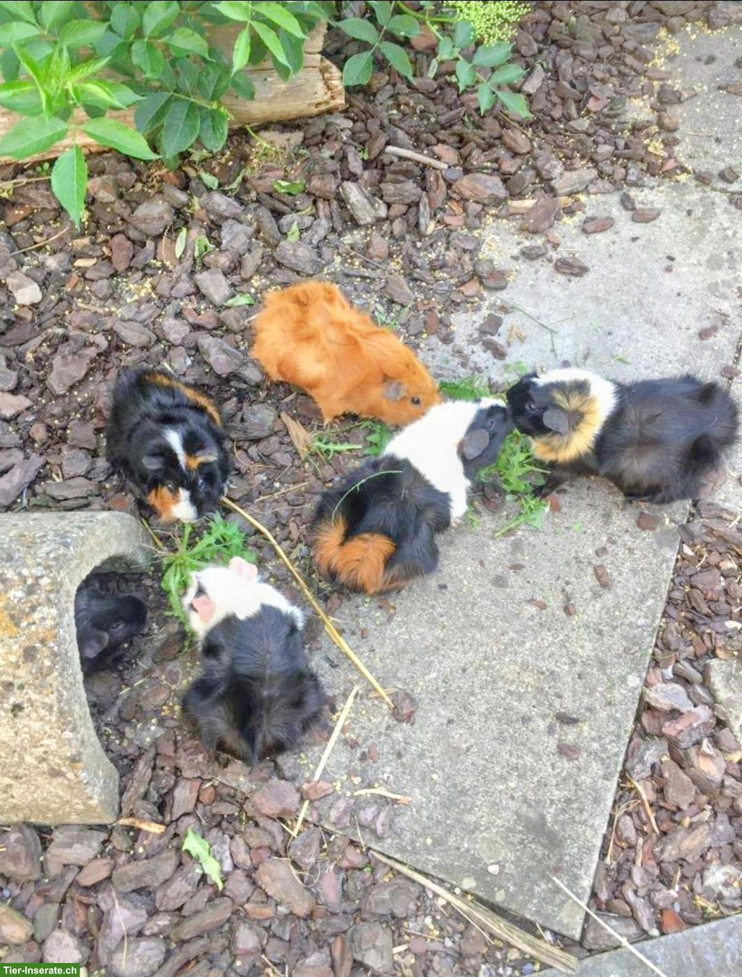 Bild 5: Pfotenzeit - Ihrer mobilen Tierbetreuung im Sarganserland