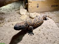 0.0.1 Heloderma suspectum / Gila-Krustenechse